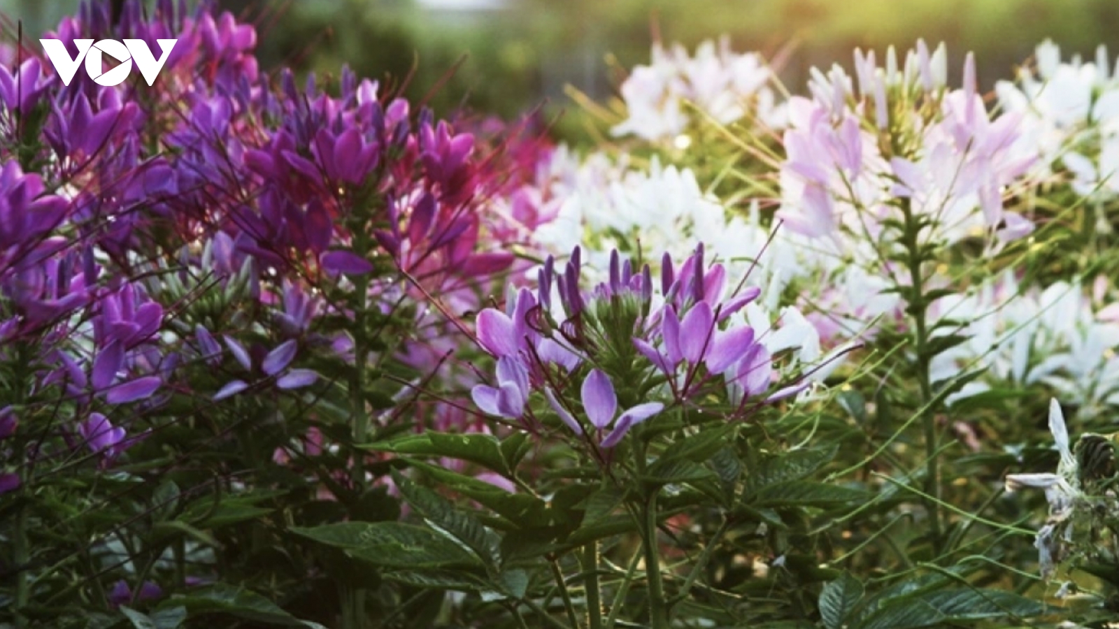 Dazzling spring colours emerge in Sa Dec flower village